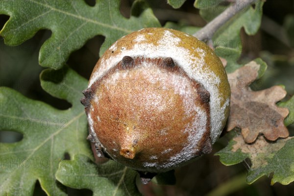 Oak gall