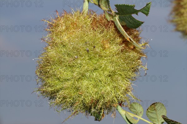 Rose gall wasp