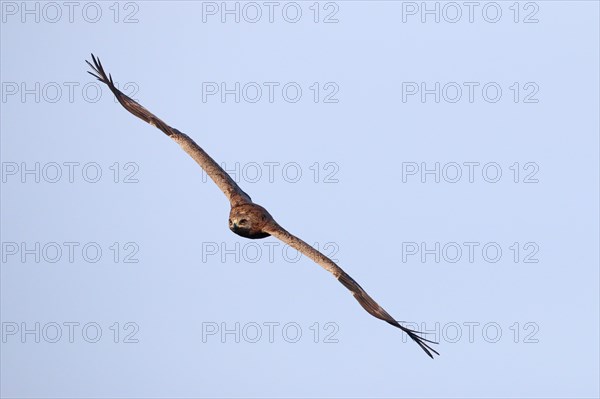 Lesser Spotted Eagle