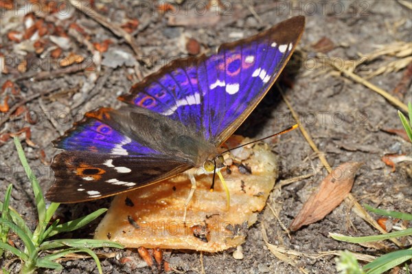 Lesser Schiller Butterfly