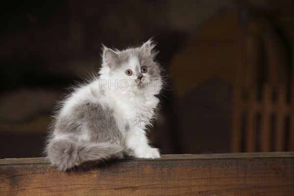 British Longhair