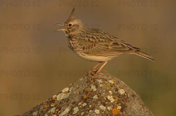 Crested Lark