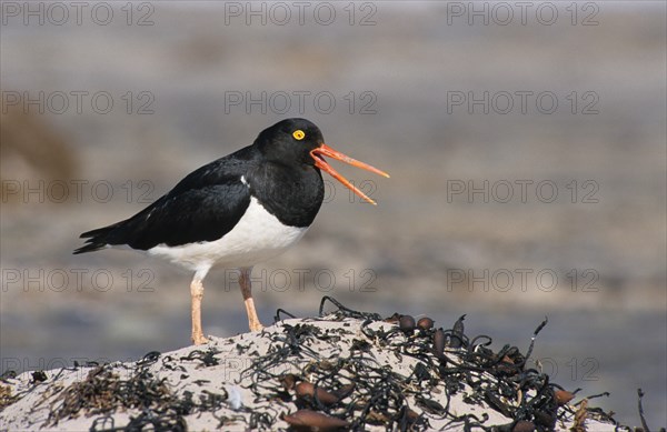 Magellanic Oystercatcher