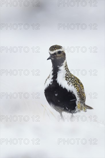 Eurasian Golden Plover