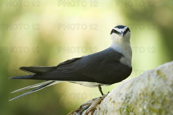 Bridled tern