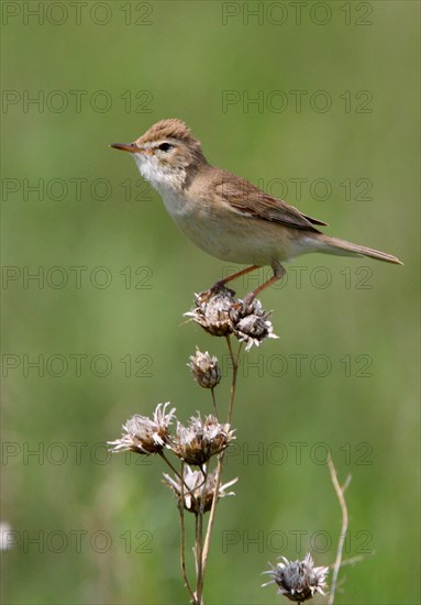 Booted Warbler