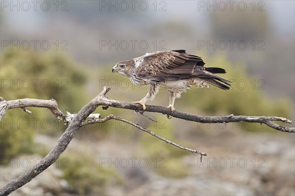 Bonelli's Eagle