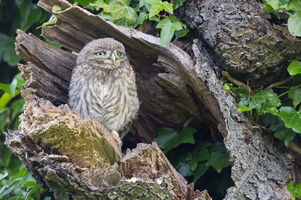 Little Owl