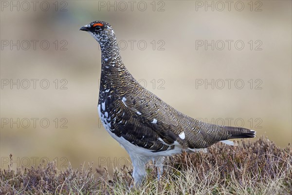 Rock ptarmigan