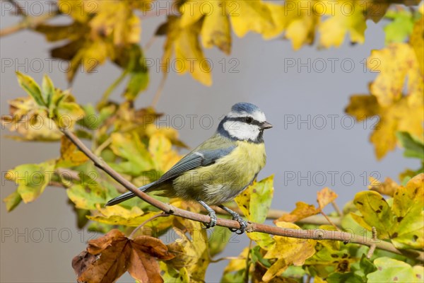 Blue Tit