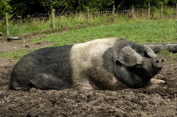 Domestic pig