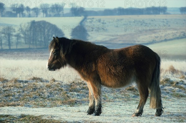 Dartmoor pony