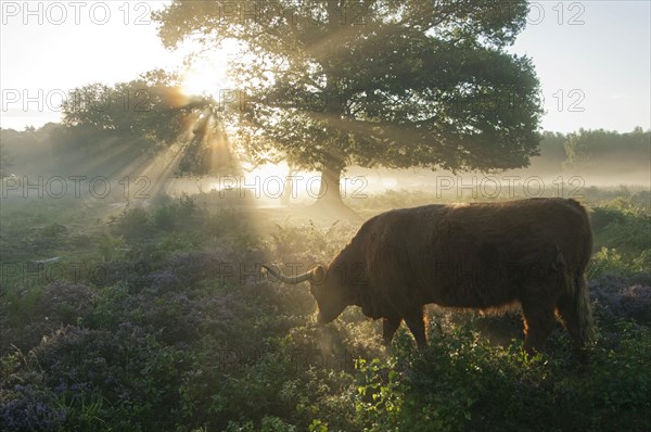 Highland cattle