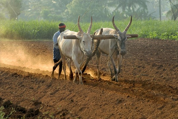 Domestic cattle