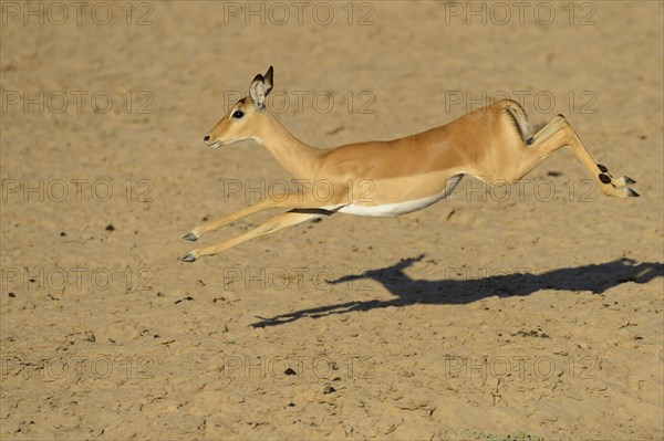 Impala