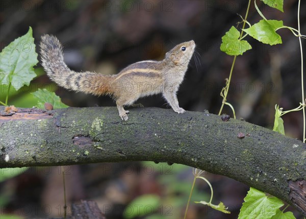 Indian Palm Squirrel