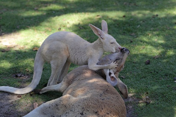 Red kangaroo