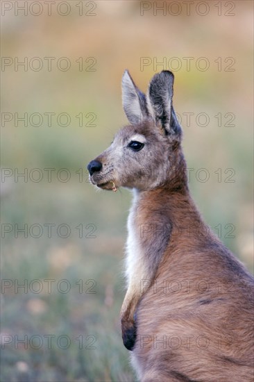 Common wallaroos