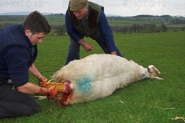 Domestic Sheep