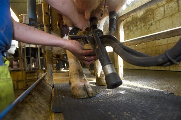 Dairy farmer in the milking parlour