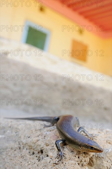 Socotra Skink