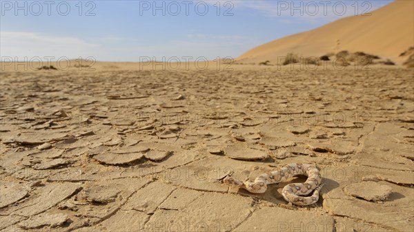 Horned dwarf puff adder