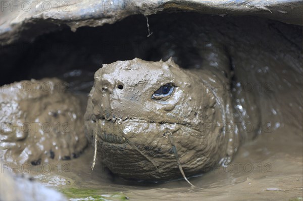 Galapagos galapagos giant tortoise