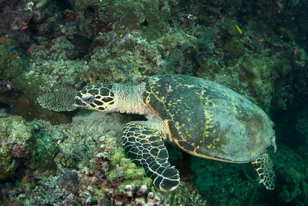 Loggerhead turtle