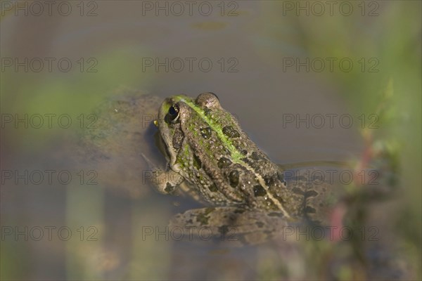 Marsh Frog