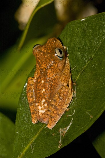 (Boophis pyrrhus) at Andasibe, Madagascar, Africa