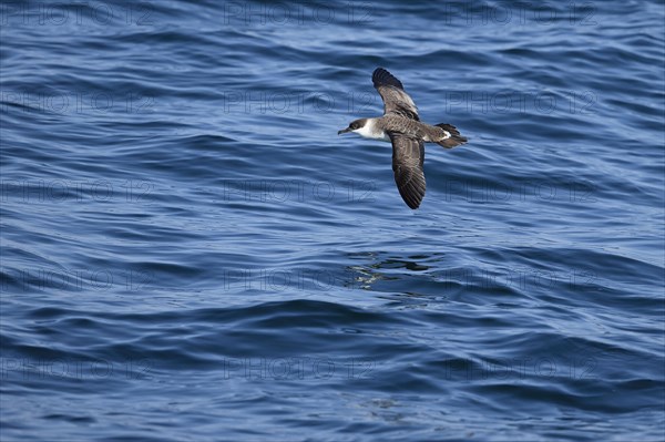 Great Shearwater