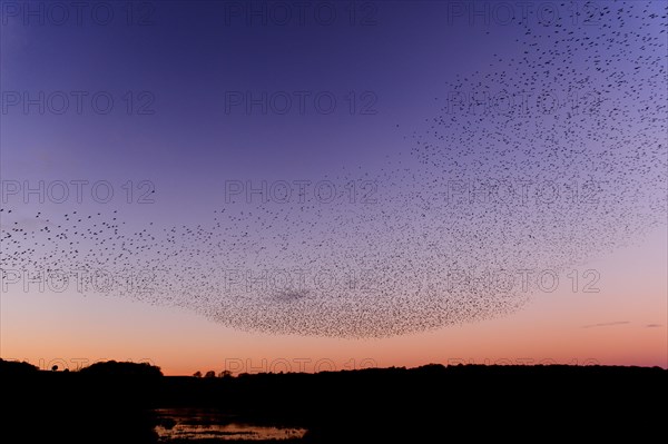 Common common starling