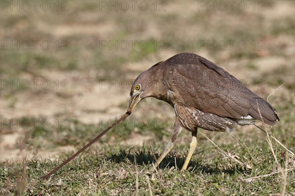 Japanese Night-heron