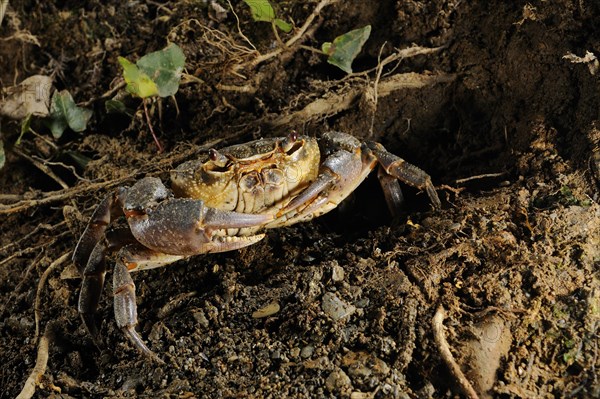 Freshwater Crab