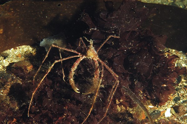 Ghost crab