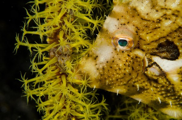 Strapweed Filefish