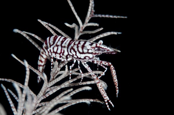 Leopard Crinoid Shrimp Laomenes