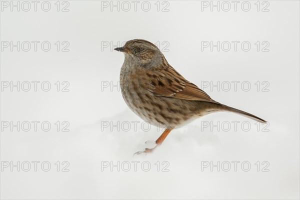 Dunnock