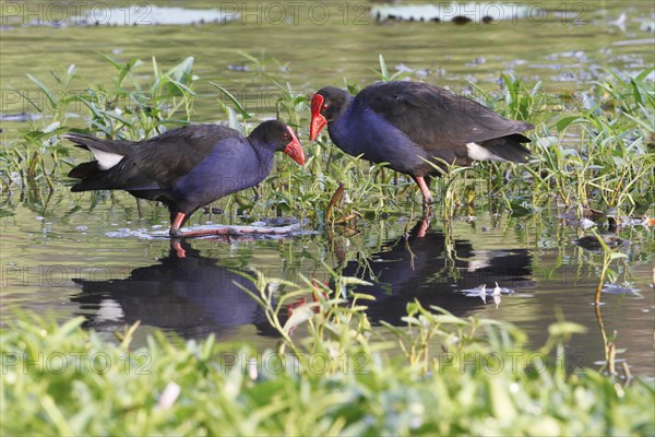 Purple Swamphen