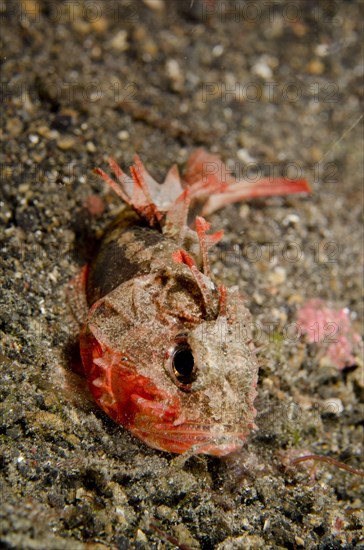 Adult whiteface waspfish