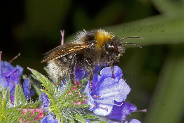 Barbut's Cuckoo barbut's cuckoo-bee