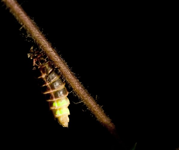 Common Glow-worm