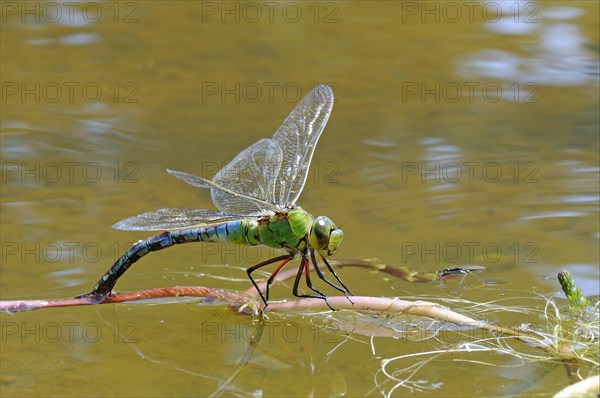 Emperor dragonflies