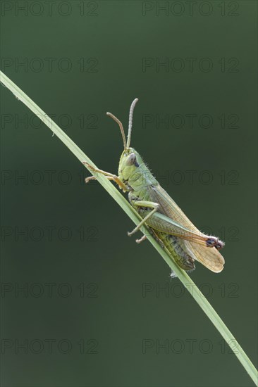 Meadow grasshopper