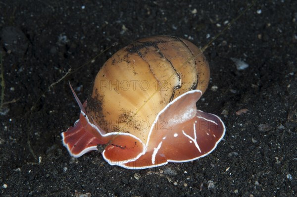 Oriental Moon Snail