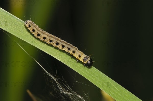 Spindle Ermine