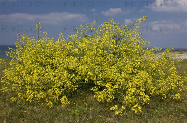 Flowering horseradish