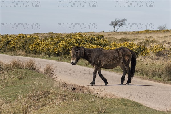 Exmoor pony