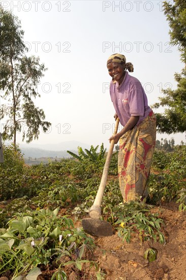 Cassava crop