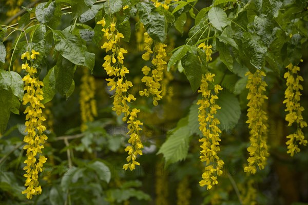 Alpine Laburnum